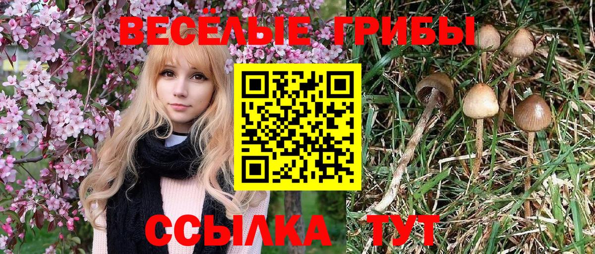 Галлюциногенные грибы GOLDEN TEACHER  Вход с VPN  наркотики  Калининград 